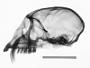 Cercopithecus cephus cephodes