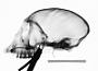 Cercopithecus cephus cephodes
