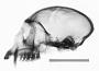 Cercopithecus cephus cephodes