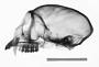 Cercopithecus cephus cephus