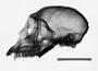 Cercopithecus mitis stuhlmanni
