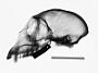 Cercopithecus mitis stuhlmanni