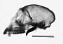 Cercopithecus mitis stuhlmanni