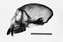 Cercopithecus mitis stuhlmanni