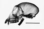 Cercopithecus mitis stuhlmanni