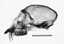 Cercopithecus mitis stuhlmanni