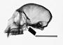 Cercopithecus mitis stuhlmanni