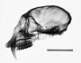 Cercopithecus mitis stuhlmanni
