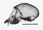 Cercopithecus mona