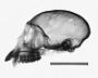 Cercopithecus mona