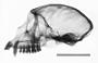 Cercopithecus mona