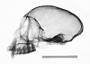 Cercopithecus mona