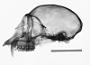 Cercopithecus mona