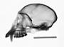 Cercopithecus mona