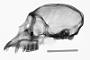 Cercopithecus mona