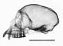 Cercopithecus mona
