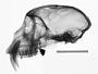 Cercopithecus nictitans nictitans