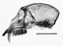 Cercopithecus nictitans nictitans