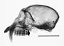 Cercopithecus nictitans nictitans