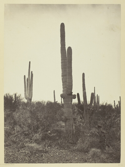 Cereus Giganteus, Arizona