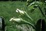 Cereus hexagonus (L.) Mill.