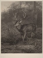 Cerf Dix-Cors