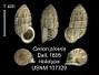 Cerion (Maynardia) pineria
