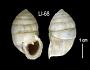 Cerion (Strophiops) malonei