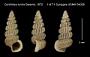 Cerithidea turrita