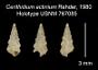 Cerithidium actinium