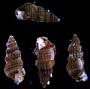 Cerithidium sp.