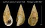 Cerithium aduncum