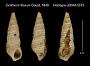 Cerithium filosum