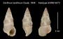 Cerithium ianthinum