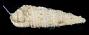 Cerithium interstriatum
