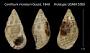 Cerithium irroratum