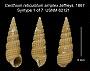 Cerithium reticulatum simplex