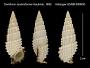 Cerithium scobiniforme