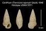 Cerithium (Thericium) egenum