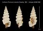Cerithium (Thericium) rostratum