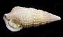 Cerithium zebrum