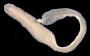Cestoplana sp.