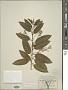 Cestrum diurnum L.