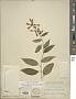 Cestrum diurnum L.