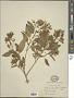 Cestrum dumetorum Schltdl.