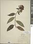 Cestrum elegans (Brongn.) Schltdl.