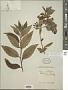 Cestrum elegans (Brongn.) Schltdl.