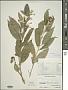 Cestrum laxum Benth.