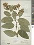 Cestrum laxum Benth.