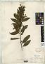 Cestrum mandoni Rusby